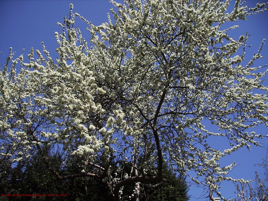 Prune tree in Spring blossom