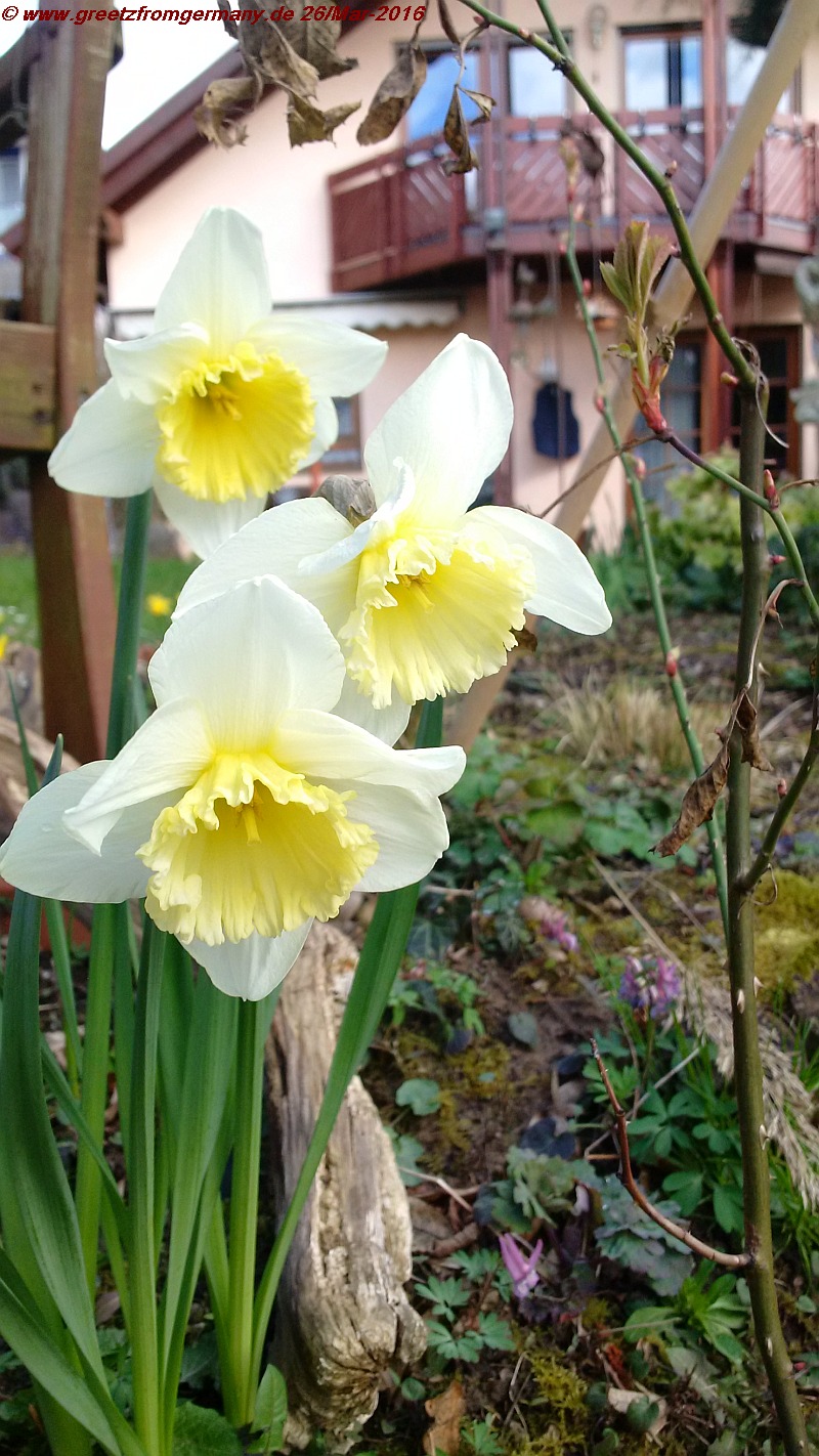 Narcissus and Tulipa