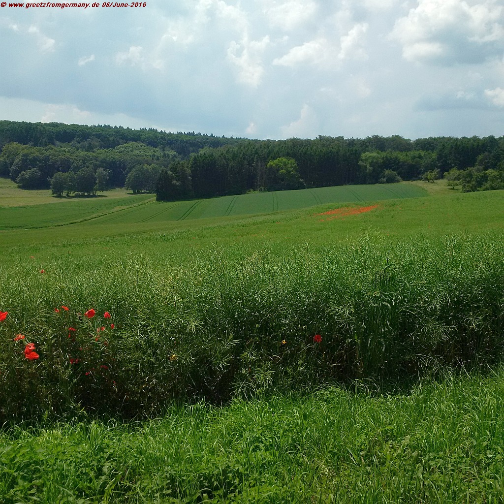 Peaceful poppy-sprinkled Taunus hills and meadows